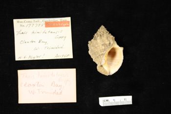 Media type: image;   Malacology 177755